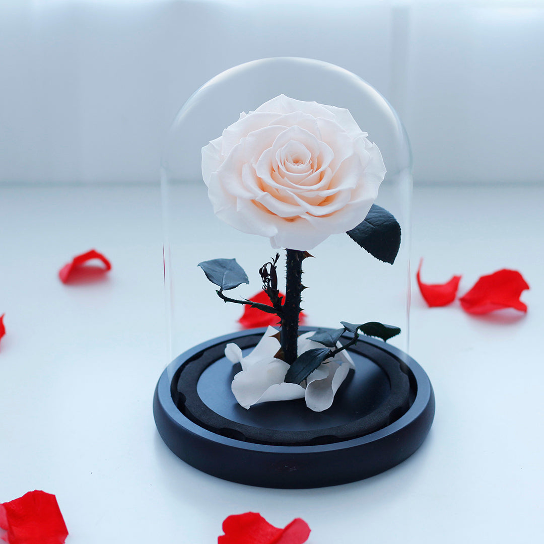 Preserved Rose in Glass Dome with Fallen Petals