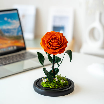 Real Preserved Rose with Moss Base