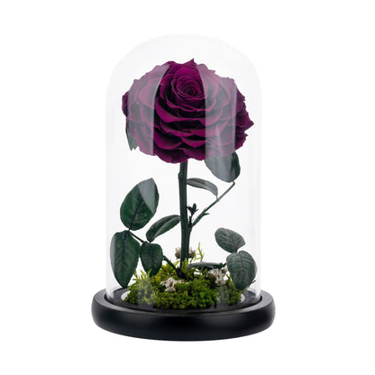 Real Preserved Rose with Moss Base