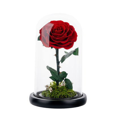 Real Preserved Rose with Moss Base