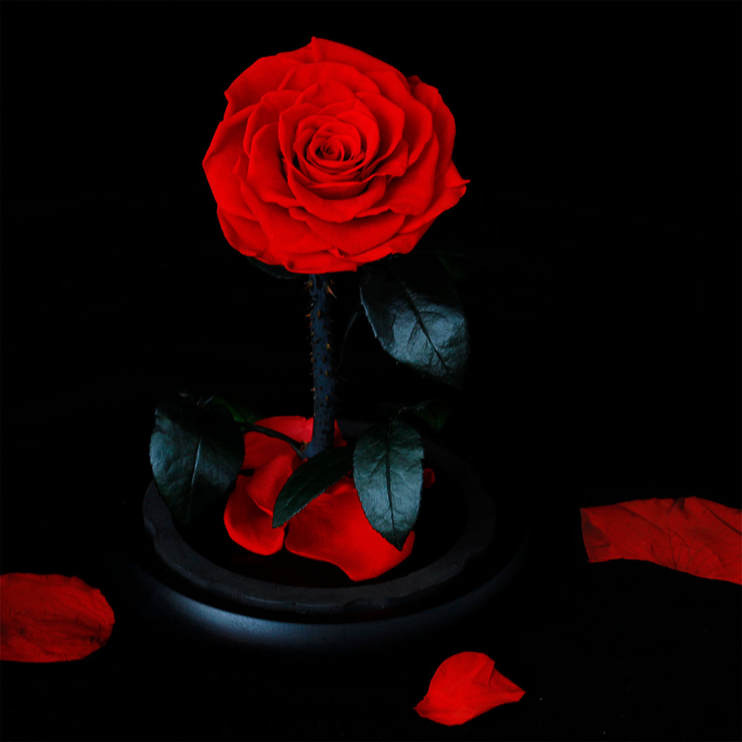 Preserved Rose in Glass Dome with Fallen Petals