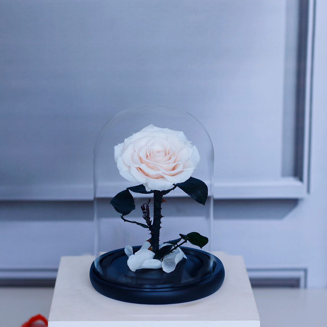 Preserved Rose in Glass Dome with Fallen Petals