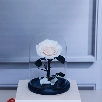 Preserved Rose in Glass Dome with Fallen Petals