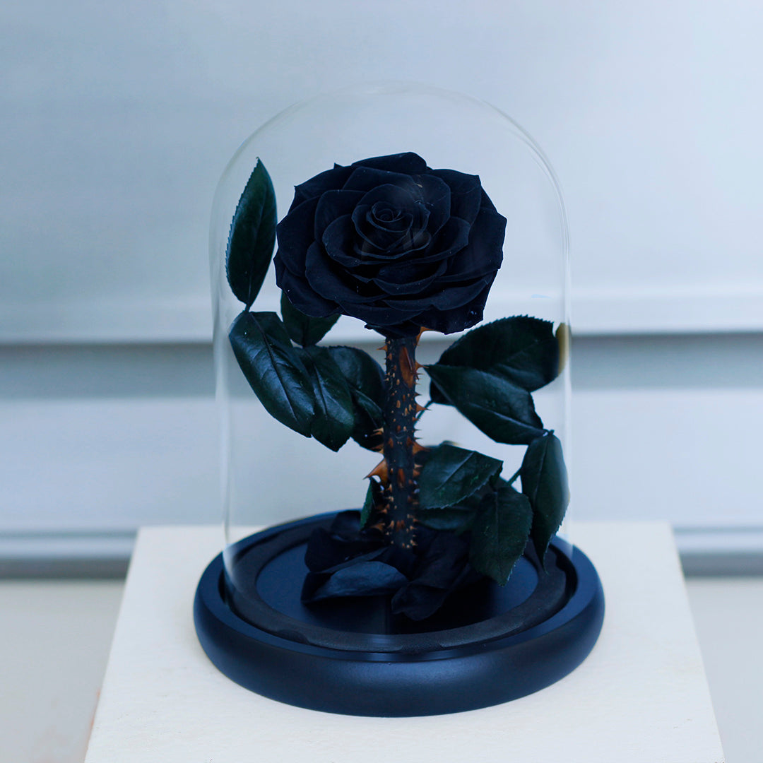 Preserved Rose in Glass Dome with Fallen Petals
