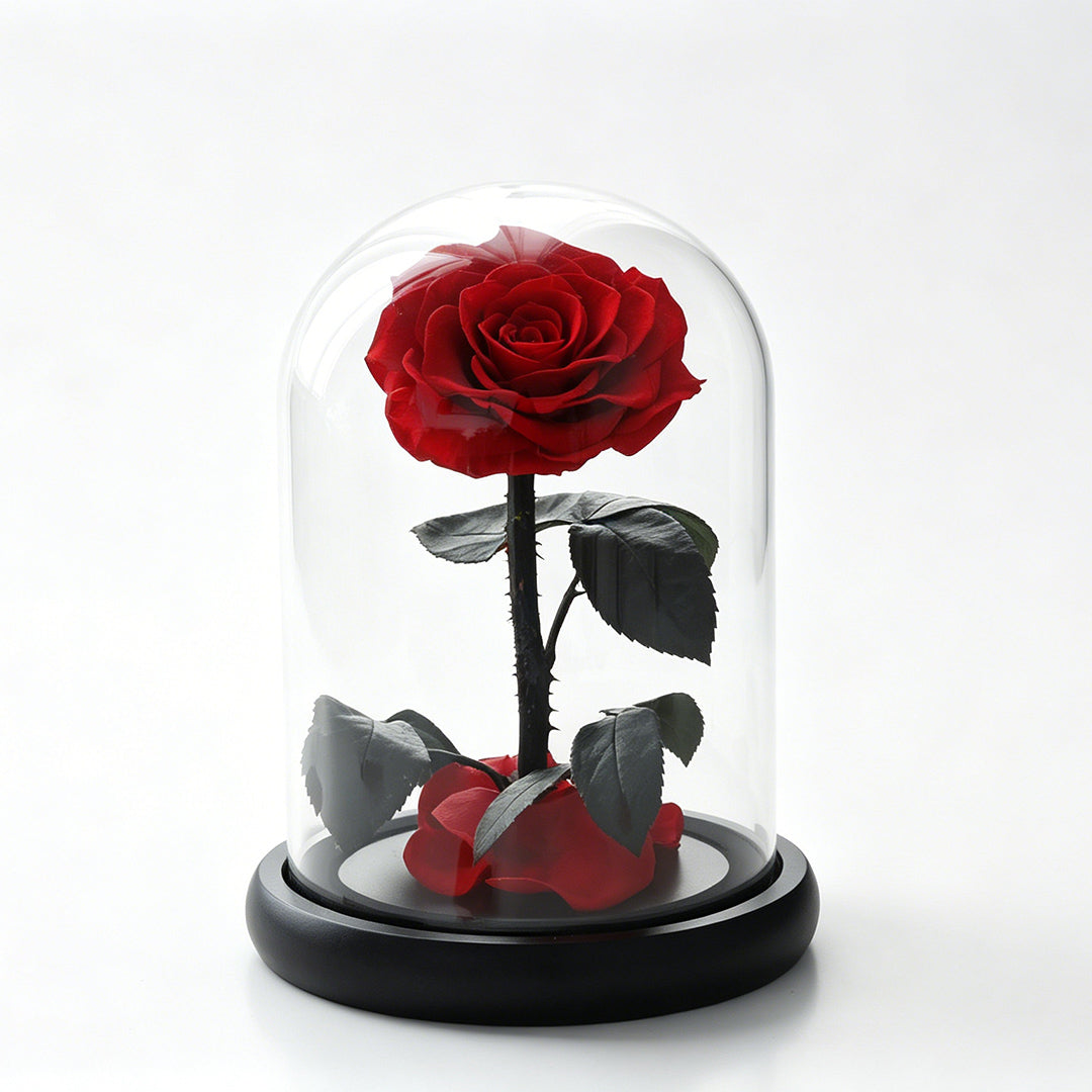 Preserved Rose in Glass Dome with Fallen Petals