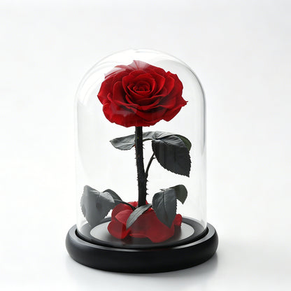 Preserved Rose in Glass Dome with Fallen Petals