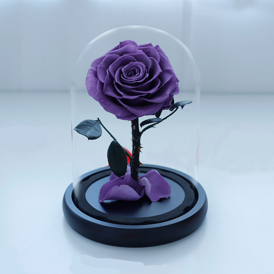 Preserved Rose in Glass Dome with Fallen Petals
