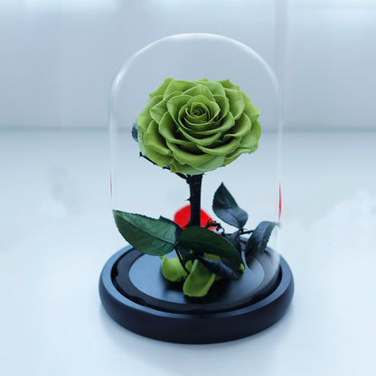 Preserved Rose in Glass Dome with Fallen Petals