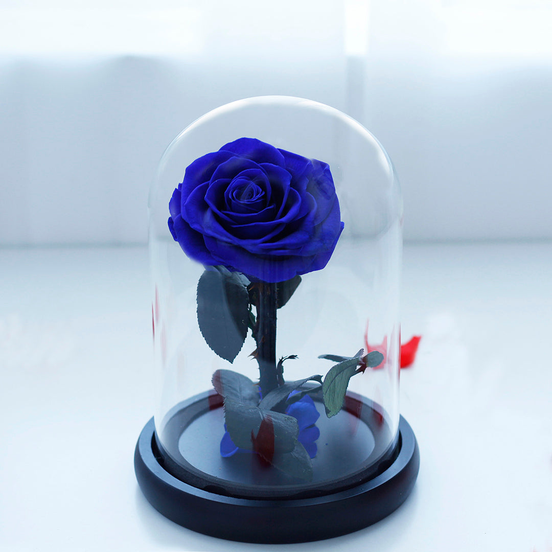 Preserved Rose in Glass Dome with Fallen Petals
